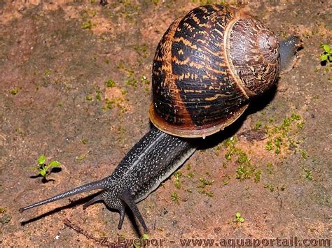  Helix Aspersa: Una Caracola que Desafía la Gravedad con su Casa Giratoria