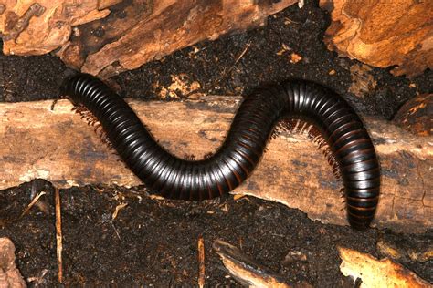  Woolly Millipede: Unraveling the Mysteries of a Furry Crawler With a Thousand Legs