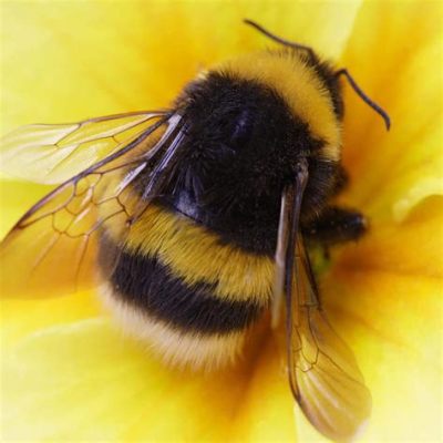  ¡Bumble Bee! Un pequeño gigante que danza entre flores y te hace sonreír con su zumbido alegre.