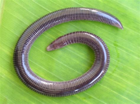  Caecilian ¡Un Misterioso Anfibio con Estilo de Vida Subterráneo que te Dejará boquiabierto!