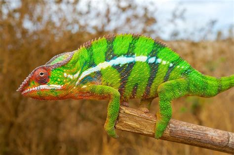  ¿Frill-Necked Lizard: Una Maravilla del Tiempo que Puede Cambiar de Color como un Camaleón?