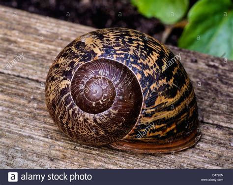  Helix Aspersa: Una Caracola que Desafía la Gravedad con su Casa Giratoria