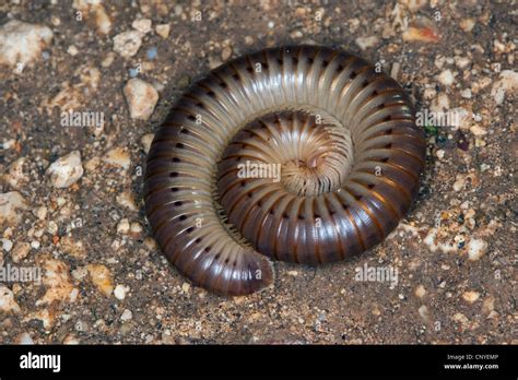  Millípedos: ¿Insecto o Aracnido con Mil Patas que Desplazan la Tierra?