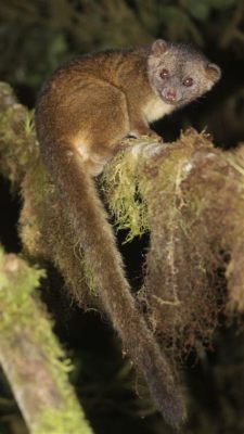  Olinguito: ¡Un pequeño carnívoro nocturno que desafía la clasificación tradicional de mamíferos!