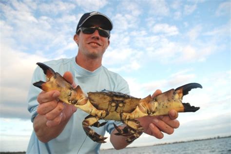  Stone Crab: ¡Una Deliciosa Armadura Sobre Ruedas que Se Regenera!