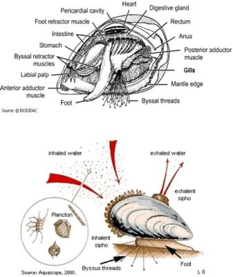  Tellina: Un molusco bivalvo que excava y filtra con elegancia inesperada!