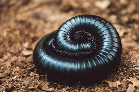  Woolly Millipede: Unraveling the Mysteries of a Furry Crawler With a Thousand Legs