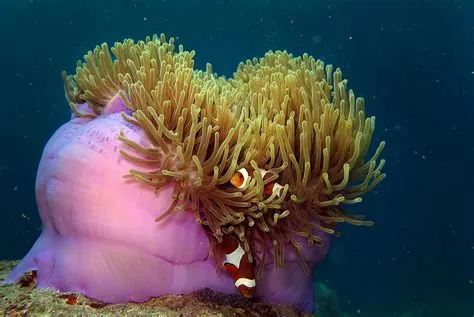  Anemonas: ¡Descubriendo las Maravillas de un Animal que Florece bajo el Mar!