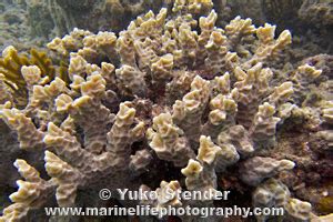  Branching Brain Coral: Uncovering the Mystery Behind Its Ethereal Luminescence!