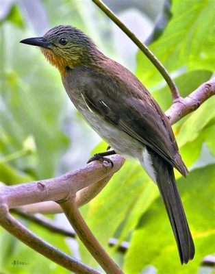  Bulbul ¡Un pequeño pájaro tropical con una voz potente que te dejará boquiabierto!