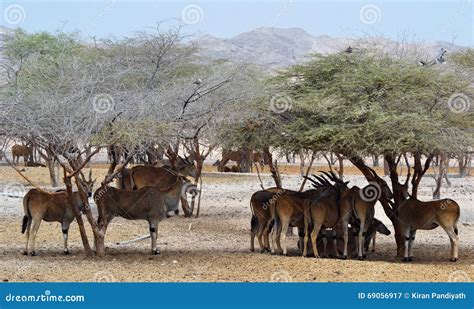  Eland: Un Gigante De La Sabana Que Busca El Refugio En Las Selvas Densificadas!