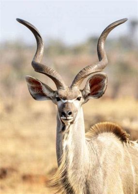  Eland! El Gigante Antílope Con Cuernos Imponentes