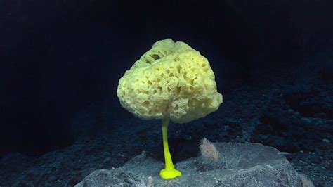  Fan Sponge: A Deep Dive into This Enigmatic Filter Feeder of the Sea!