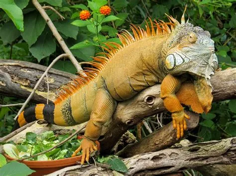  Iguana: ¿Un reptil que te recuerda a un dragón de fantasía con su cresta imponente y mirada penetrante?