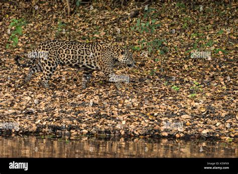  Jaguar: El maestro del camuflaje que acecha en la espesura tropical