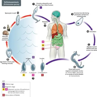  Kirkland Trematoda: ¡Un gusano parásito que llama hogar al intestino de los peces!