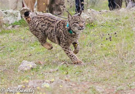  Linces: ¡Los felinos escurridizos con manchas que desafían la gravedad!