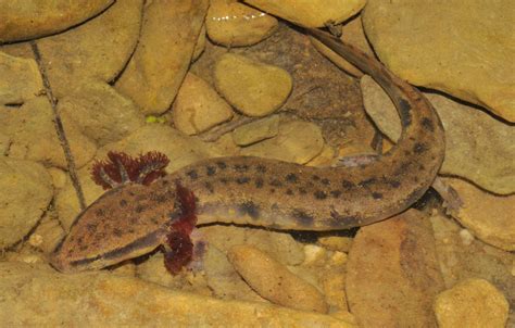 Mudpuppy: Un anfibio acuático que se camufla con maestría en los fondos fangosos de los ríos!