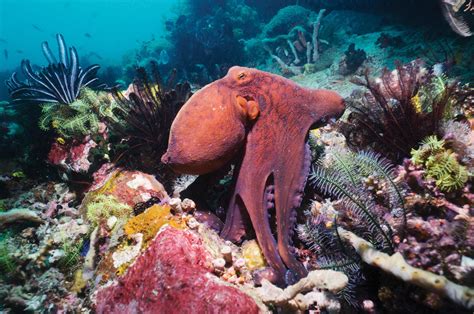  Octocoral: Un pollipiario gigante y un maestro del camuflaje submarino!