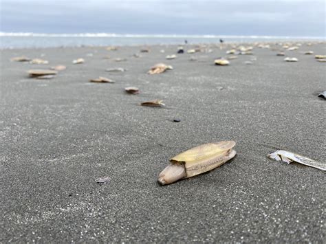  Razor Clam: Una Maravilla De Las Profundidades Con Un Diseño Inteligente Para La Supervivencia