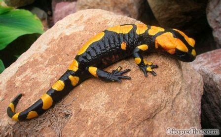  ¿Salamandra de Fuego: Un Animal con Una Piel que Parece Que Está Siempre En Llamas?