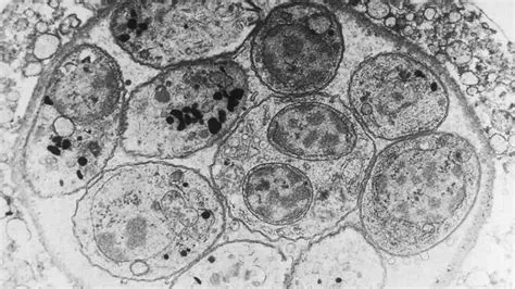  Toxoplasma gondii: ¡Un parásito escurridizo que manipula mentes y cruza fronteras!