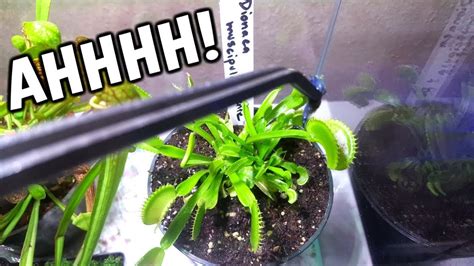  Venus Flytrap Shrimp: ¡Descubriendo un Maestro del Disfraz con Pinzas Letales!