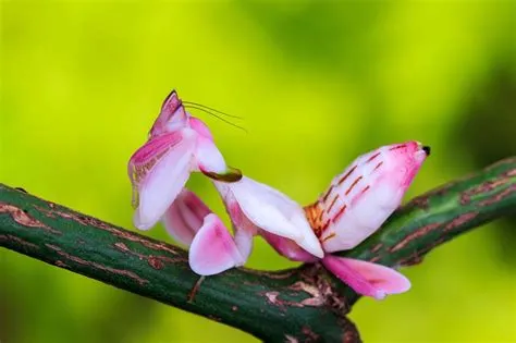  ¿Quién sabía que la Quinquisina era un insecto tan fascinante, con sus alas transparentes y su amor por las flores?