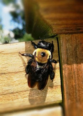  Xylocopa, ¡Una Abeja Carpintera Con Un Apetito Inagotable Por Madera!