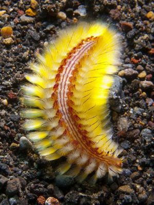   Yellow Polychaete! Unveiling a Mystery Wrapped in Golden Bristles for Deep-Sea Explorers 