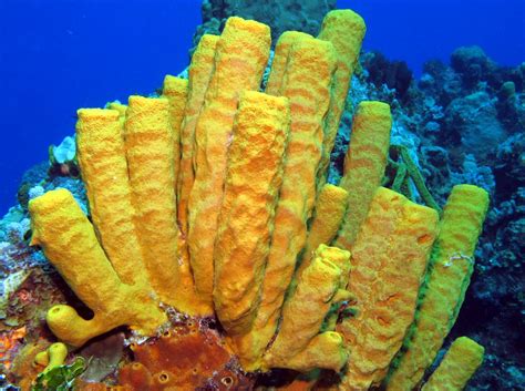  Yellow Tube Sponge: An Underwater Marvel Known for its Vibrant Hue and Remarkable Filtration Capabilities!